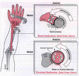 622177206_61a38149_pronation.jpg